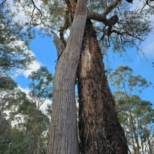 Eucalyptus macrorhyncha at Jacka, ACT - 2 Jul 2024