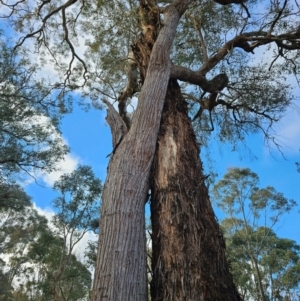 Eucalyptus macrorhyncha at Jacka, ACT - 2 Jul 2024