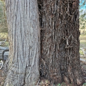 Eucalyptus macrorhyncha at Jacka, ACT - 2 Jul 2024