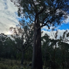 Eucalyptus macrorhyncha at Jacka, ACT - 2 Jul 2024