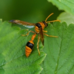 Delta bicinctum (Potter wasp) at Higgins, ACT - 18 Jan 2014 by AlisonMilton