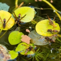 Polistes (Polistella) humilis (Common Paper Wasp) at Higgins, ACT - 18 Jan 2014 by AlisonMilton