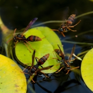 Polistes (Polistella) humilis at Higgins, ACT - 18 Jan 2014