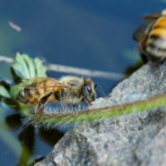 Apis mellifera (European honey bee) at Higgins, ACT - 18 Jan 2014 by AlisonMilton