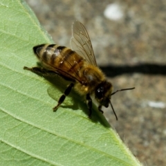 Apis mellifera at Higgins, ACT - 18 Jan 2014