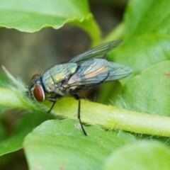 Calliphoridae (family) (Unidentified blowfly) at Higgins, ACT - 18 Jan 2014 by AlisonMilton