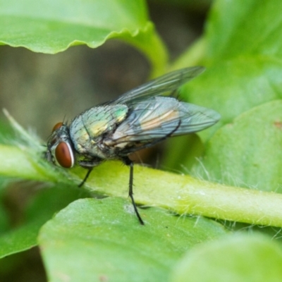 Calliphoridae (family) (Unidentified blowfly) at Higgins, ACT - 18 Jan 2014 by AlisonMilton