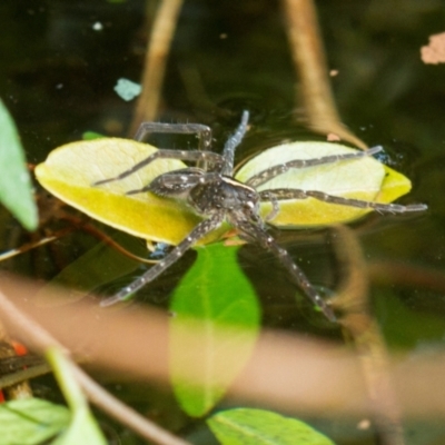 Dolomedes sp. (genus) (Fishing spider) at Higgins, ACT - 18 Jan 2014 by AlisonMilton