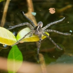 Dolomedes sp. (genus) at Higgins, ACT - 18 Jan 2014