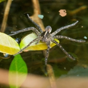 Dolomedes sp. (genus) at Higgins, ACT - 18 Jan 2014 03:54 PM