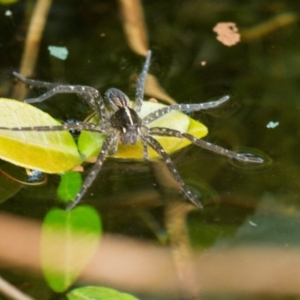 Dolomedes sp. (genus) at Higgins, ACT - 18 Jan 2014 03:54 PM