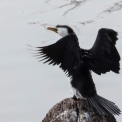 Microcarbo melanoleucos (Little Pied Cormorant) at QPRC LGA - 19 Jun 2024 by AlisonMilton