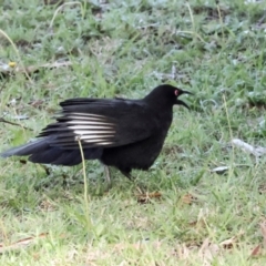 Corcorax melanorhamphos (White-winged Chough) at QPRC LGA - 19 Jun 2024 by AlisonMilton