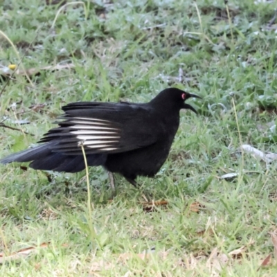 Corcorax melanorhamphos (White-winged Chough) at QPRC LGA - 19 Jun 2024 by AlisonMilton