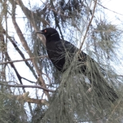 Corcorax melanorhamphos at QPRC LGA - 19 Jun 2024 11:13 AM