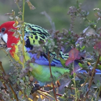 Platycercus eximius (Eastern Rosella) at QPRC LGA - 19 Jun 2024 by AlisonMilton