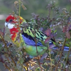 Platycercus eximius at QPRC LGA - 19 Jun 2024