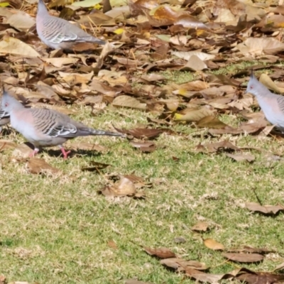 Ocyphaps lophotes (Crested Pigeon) at QPRC LGA - 19 Jun 2024 by AlisonMilton