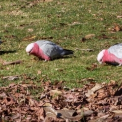 Eolophus roseicapilla (Galah) at QPRC LGA - 19 Jun 2024 by AlisonMilton