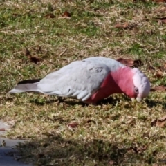 Eolophus roseicapilla at QPRC LGA - 19 Jun 2024