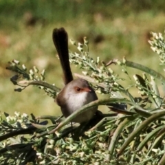 Malurus cyaneus (Superb Fairywren) at QPRC LGA - 19 Jun 2024 by AlisonMilton