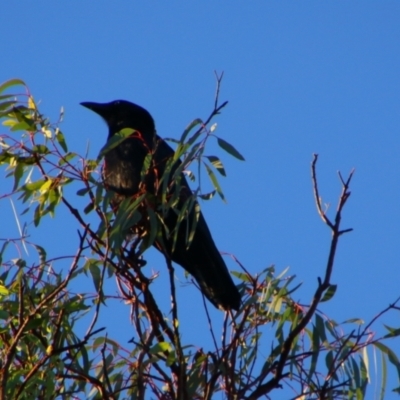 Corvus orru (Torresian Crow) at Surat, QLD - 1 Jul 2024 by MB