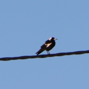 Gymnorhina tibicen at Surat, QLD - 2 Jul 2024 07:52 AM