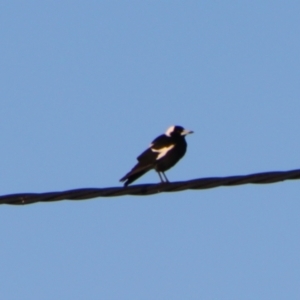 Gymnorhina tibicen (Australian Magpie) at Surat, QLD by MB