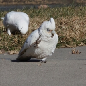 Cacatua sanguinea at QPRC LGA - 19 Jun 2024