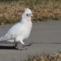 Cacatua sanguinea at QPRC LGA - 19 Jun 2024 02:18 PM