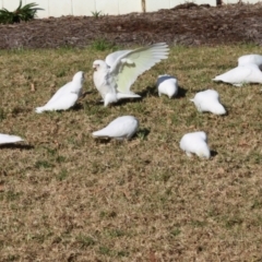 Cacatua sanguinea at QPRC LGA - 19 Jun 2024