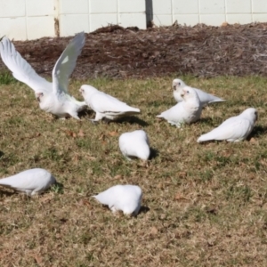 Cacatua sanguinea at QPRC LGA - 19 Jun 2024