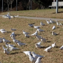 Cacatua sanguinea at QPRC LGA - 19 Jun 2024 02:18 PM