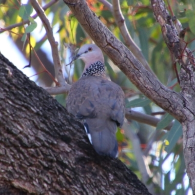 Spilopelia chinensis (Spotted Dove) at Saint George, QLD - 2 Jul 2024 by MB