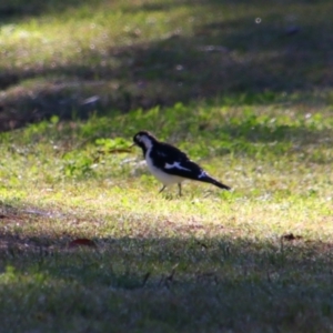 Grallina cyanoleuca at Saint George, QLD - 2 Jul 2024