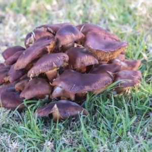 Armillaria sp. at QPRC LGA - 19 Jun 2024 02:35 PM