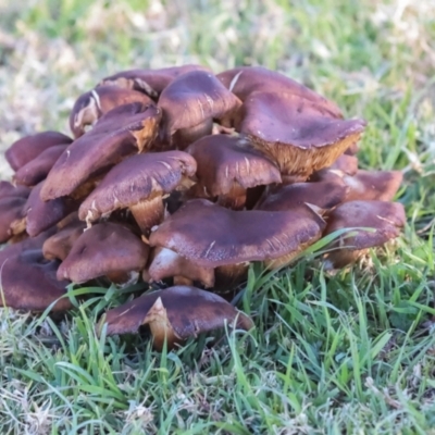 Armillaria sp. (A honey fungus) at QPRC LGA - 19 Jun 2024 by AlisonMilton