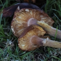 Armillaria sp. at QPRC LGA - 19 Jun 2024 02:35 PM