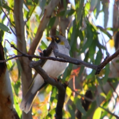 Manorina flavigula (Yellow-throated Miner) at Saint George, QLD - 2 Jul 2024 by MB