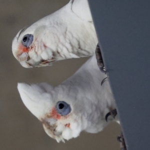 Cacatua tenuirostris X sanguinea at QPRC LGA - 19 Jun 2024