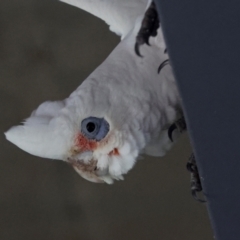 Cacatua tenuirostris X sanguinea at QPRC LGA - 19 Jun 2024