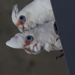 Cacatua tenuirostris X sanguinea at QPRC LGA - 19 Jun 2024