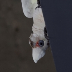 Cacatua tenuirostris X sanguinea at QPRC LGA - 19 Jun 2024