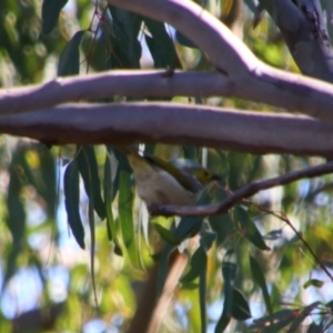 Ptilotula penicillata at Saint George, QLD - 2 Jul 2024 10:12 AM