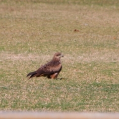 Milvus migrans (Black Kite) at Saint George, QLD - 2 Jul 2024 by MB