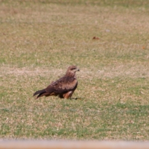 Milvus migrans at Saint George, QLD - 2 Jul 2024 11:21 AM