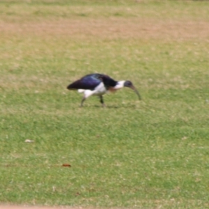 Threskiornis spinicollis (Straw-necked Ibis) at Saint George, QLD by MB