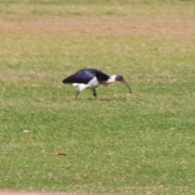 Threskiornis spinicollis (Straw-necked Ibis) at Saint George, QLD - 2 Jul 2024 by MB