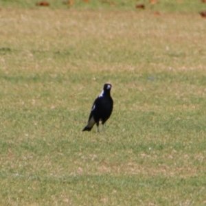 Gymnorhina tibicen at Saint George, QLD - 2 Jul 2024