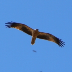 Haliastur sphenurus (Whistling Kite) at Saint George, QLD - 2 Jul 2024 by MB